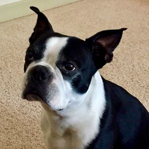 Meet your Posher, Oscar